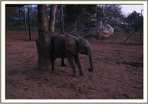 Ithumbah scratching against a tree