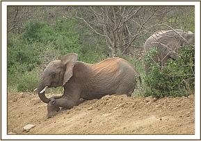 Taita playing