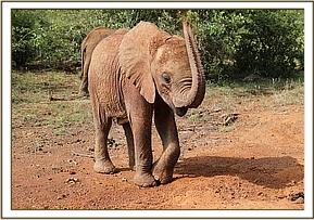 Kiasa playing
