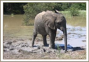 Madiba at the mudbath