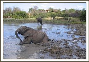 Madiba wallowing