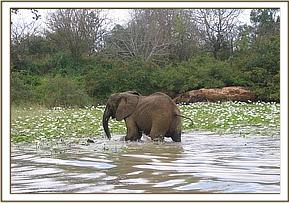 Mulika wades through water