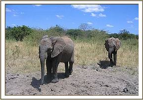 Madiba and Sunyei