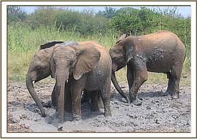 Rapsu, Ol Malo and Tomboi in mud