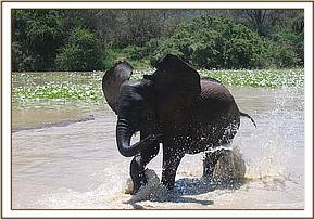 Kinna playing in the waterhole