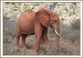 Laikipia