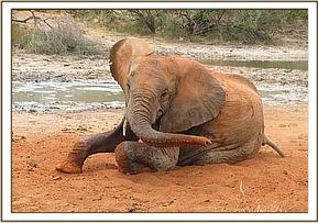 Wendi soil bathing