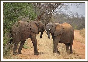 Sunyei plays with Orok