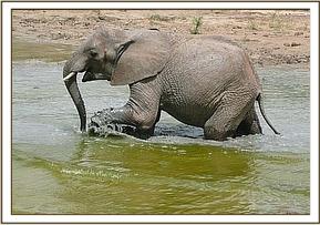 Lualeni wading through water