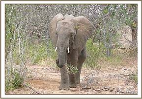 Madiba