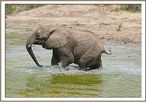 Sunyei in the water