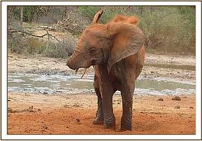 Wendi soil bathing