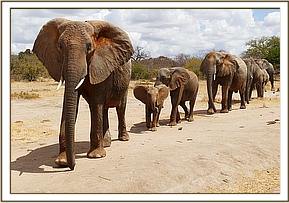 Mulika followed by Wiva and Mwende