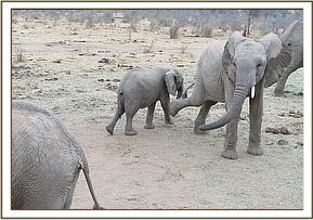 Naughty Orwa trying to kick Wiva
