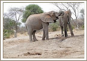 Buchuma and Madiba drinking