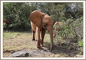 Sagala has been naughty at feeding times