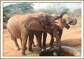 Solango,Seraa & Thoma drinking