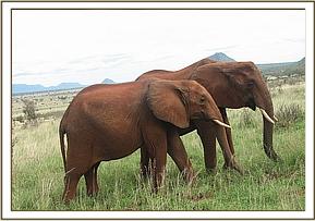 Salama and Aitong