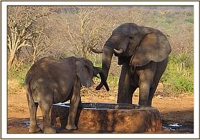 Naserian and a wild elephant drinking