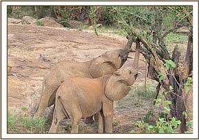 Orwa feeds with Lemoyian