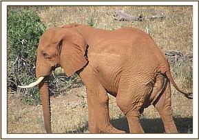 Laikipia greets the orphans as he walks by