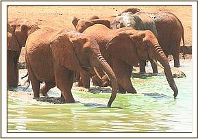 Emily's herd at the watering hole
