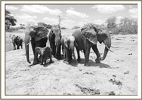 Ex Orphans at mud bath