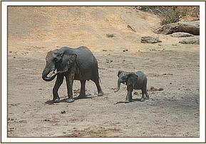 Wendi and Wiva after a mud bath