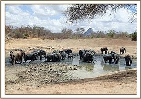 All yatta's herd mud bathing