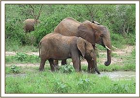 Lualnei and Ololoo