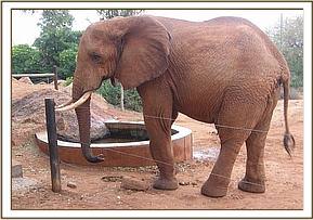 Laikipia drinking at the water trough