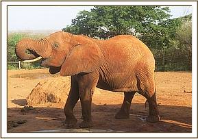 Thoma drinking water