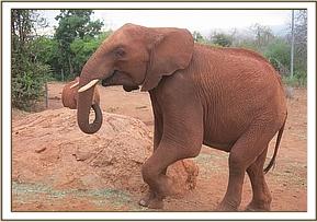 Lesanju running away from Mweya & Ichota