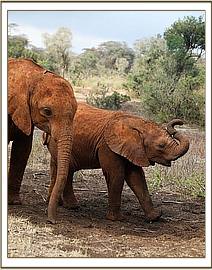 Funny little Ambo with Mbegu