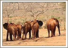 Lesanju's herd