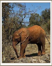 Enkesha going to browse