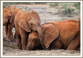 Enkesha with Kuishi