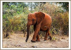 Kelelari in a playful mood