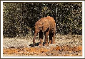 Enkesha going out to the forest
