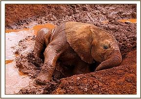 Enkesha loving mud bath