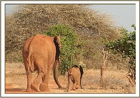 Thoma and Thor running to the watering hole