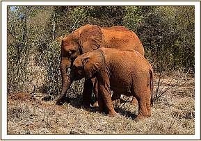 Mbegu with Ambo