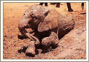 Orwa caked in mud