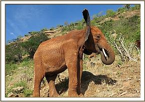 Lempaute flapping her ears