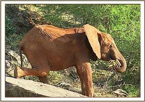 Lesanju walking over a rock