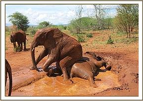 Sinya rubs her bottom on Taveta