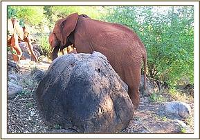 Lesanju by a rock