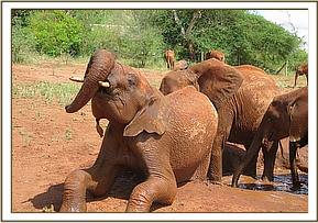 Lesanju playing at the mudbath