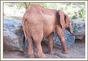 Lesanju scratching against a rock