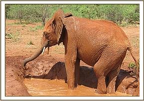 Lempaute cooling her feet